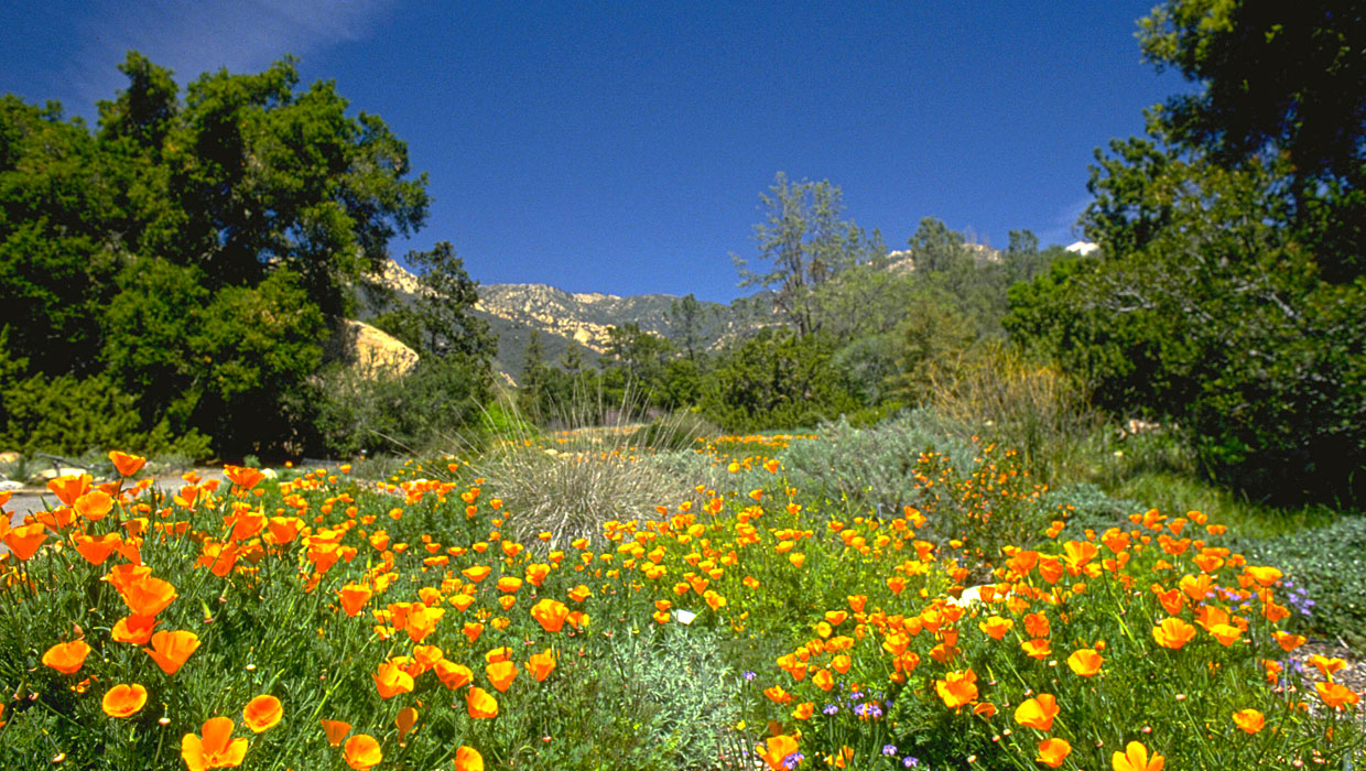 Santa Barbara Wildflowers